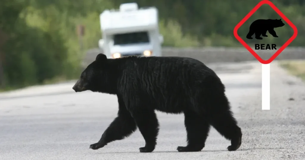 道路を渡る熊