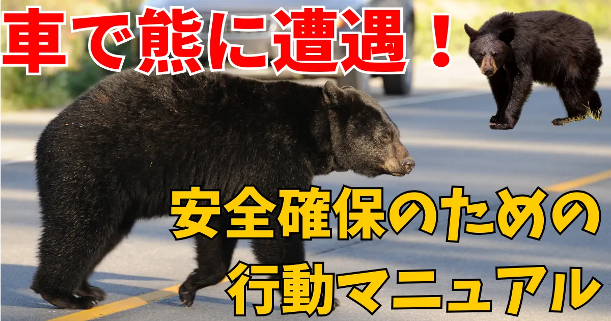 bear-car-manualのアイキャッチ画像